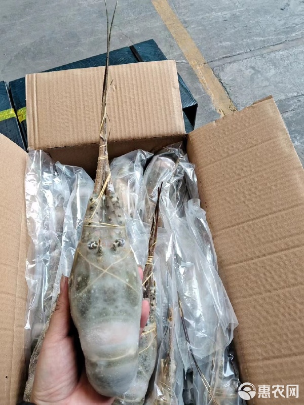 高質(zhì)小青龍水產(chǎn)品批發(fā)的市場(chǎng)機(jī)遇與運(yùn)營(yíng)策略